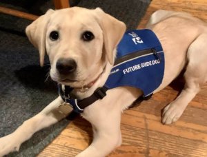 young yellow Lab pup in Future Guide Dog vest