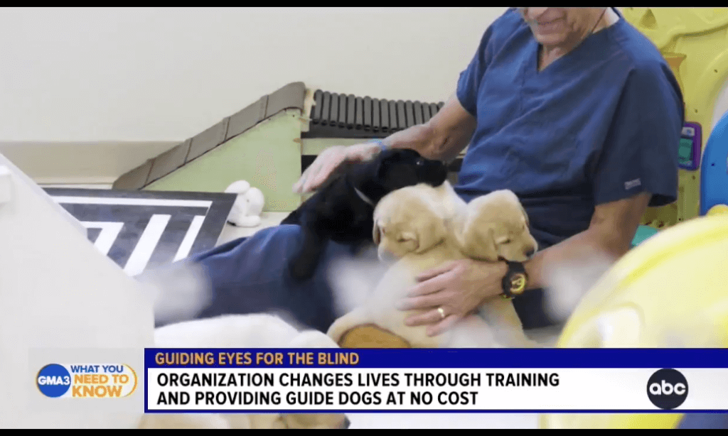 a volunteer early socializer sits with playing pups