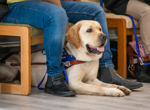 yellow Lab at graduation below handler