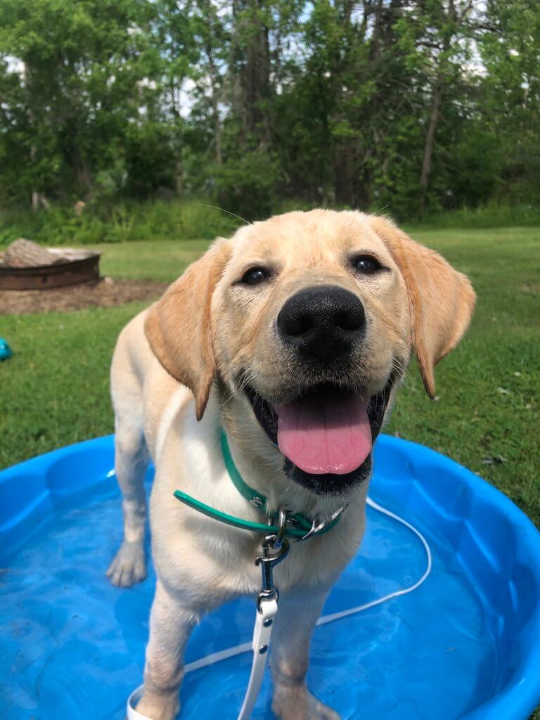 Happy pup Leilani in kiddie pool