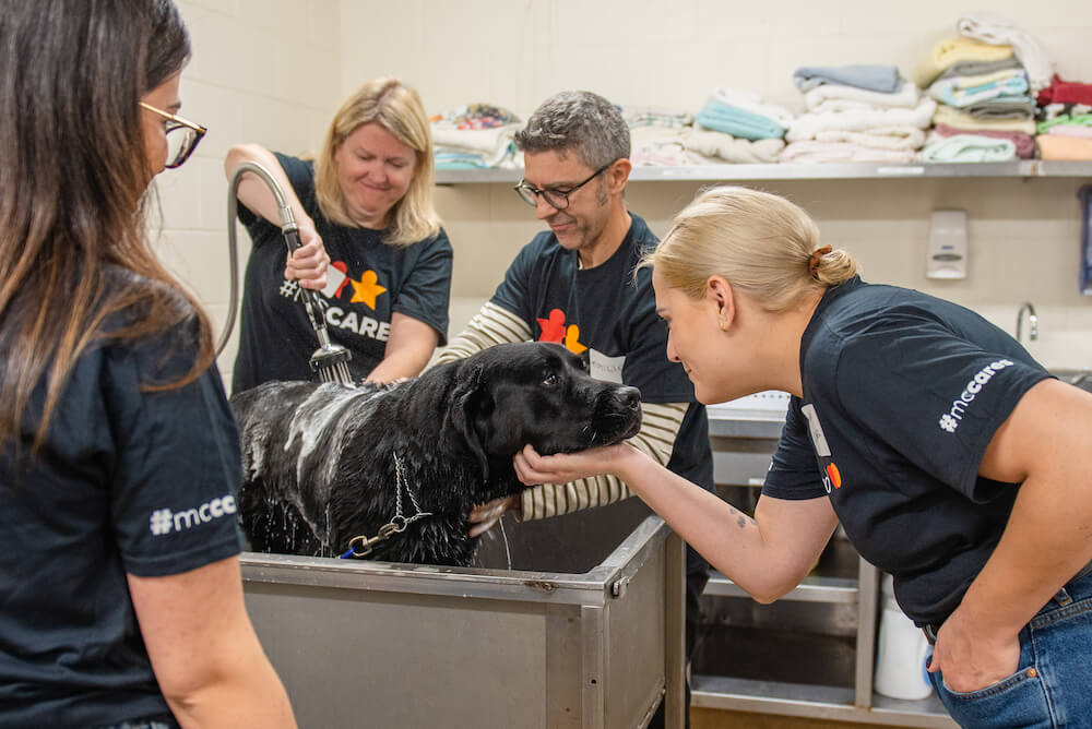 four volunteers in #MCCARES shirts bath a black lab in a tub as one holds pup's face in her hand