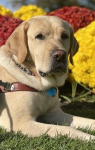 guide dog VanDyke in harness against autumn mums