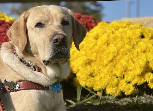 yellow Lab guide dog VanDyke with yellow mums