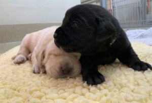 black pup rests on yellow pup's head