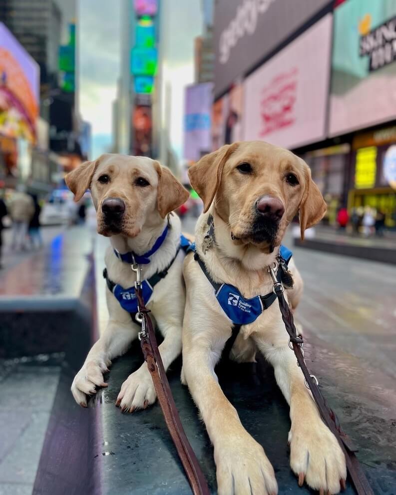 Happy and Lancelot visit NYC proudly sporting Future Guide Dog vests