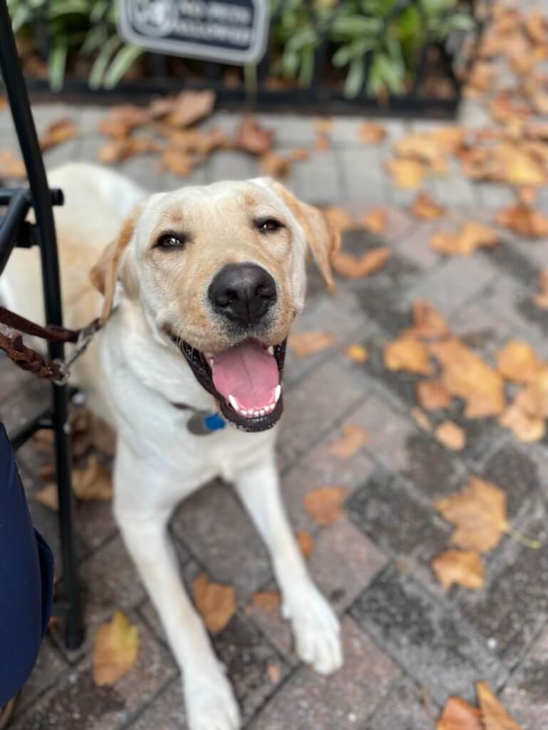 Yellow Lab Happy looks very happy with an open mouth doggie smile