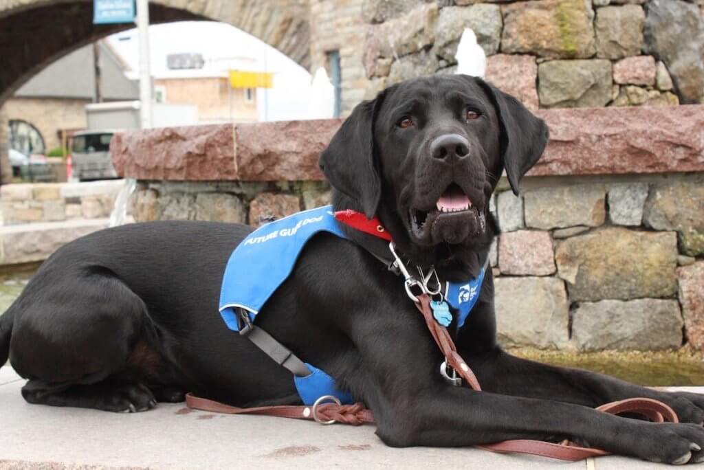 In a Future Guide Dog vest, Goodman in a down position