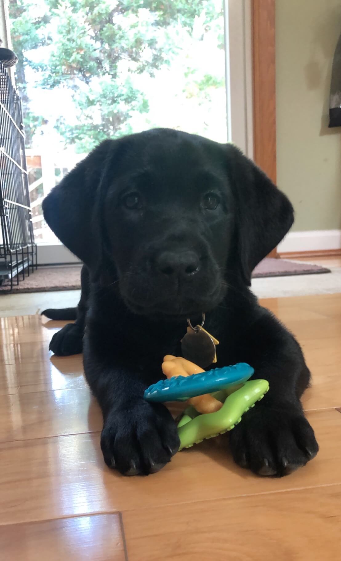 Little black lab puppy Karma arrives in Bay puppy raising region