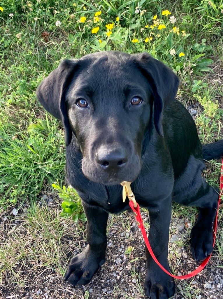 Black Lab puppy Brava sits in grassy area with wildflowers