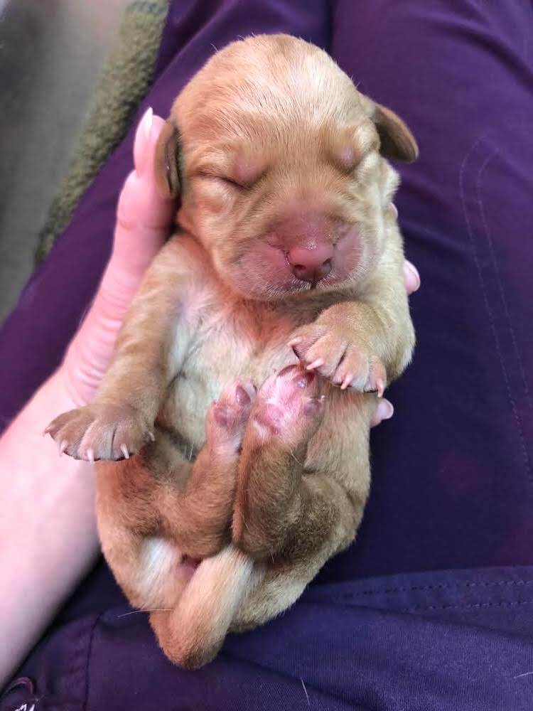 tiny newborn yellow lab Yani held in a hand