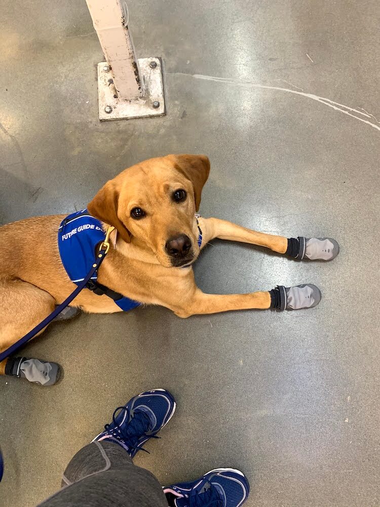 Yellow Lab Yani in Future Guide Dog vest and booties