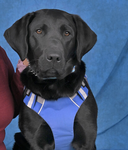 Guide dog, black lab Karma in blue harness