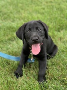 little black puppy Kiwi with tongue out sitting in green grass