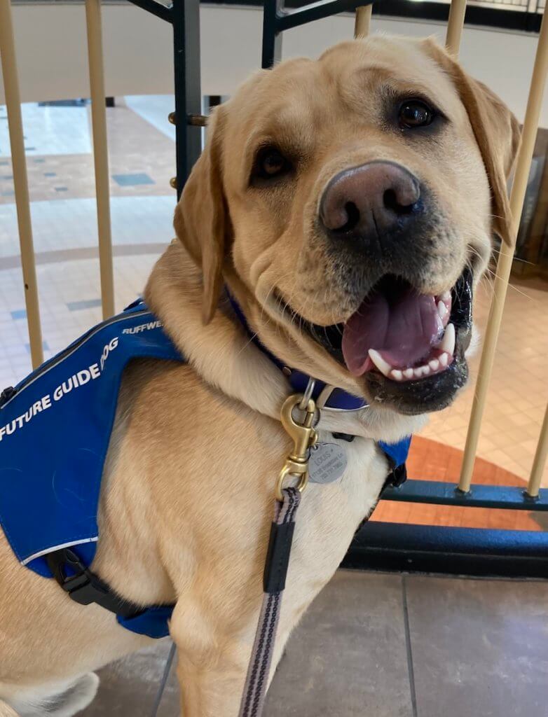 Louis has a big smile with head turned and wearing his blue future guide dog jacket