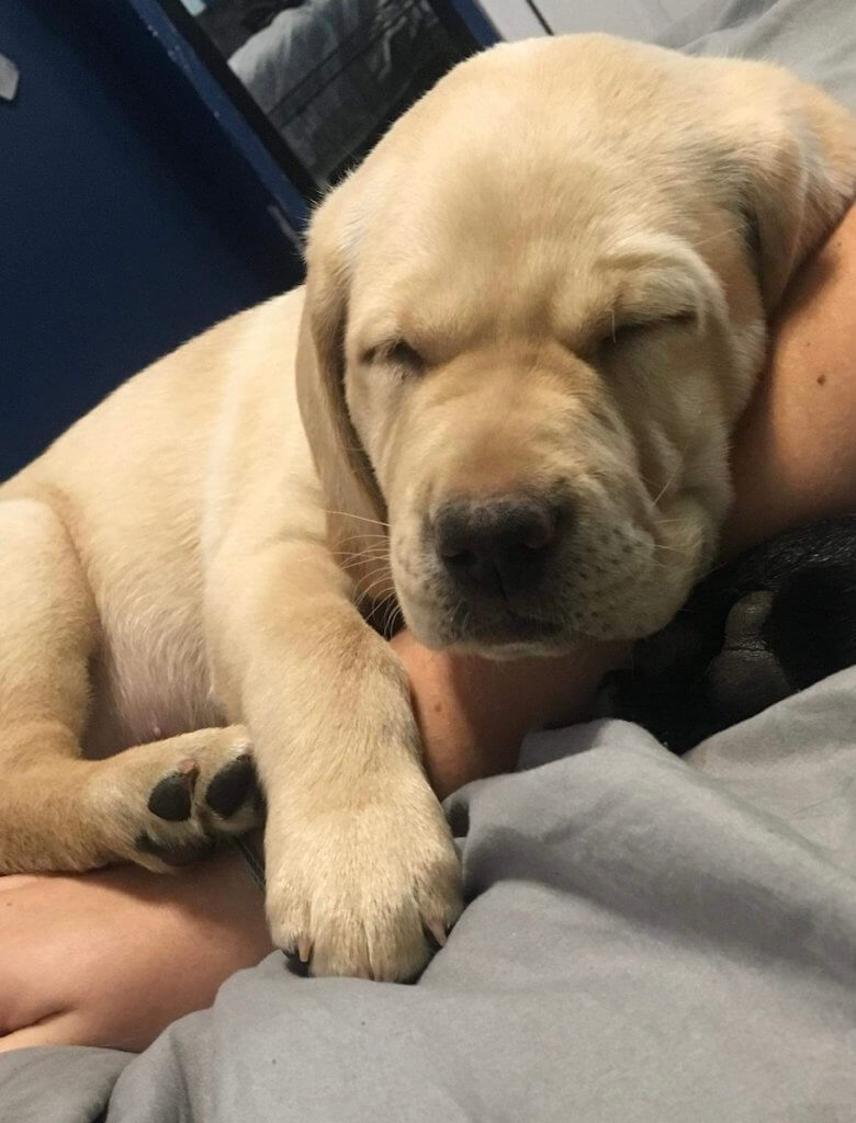 Little yellow Lab puppy Louis snuggles and sleeps