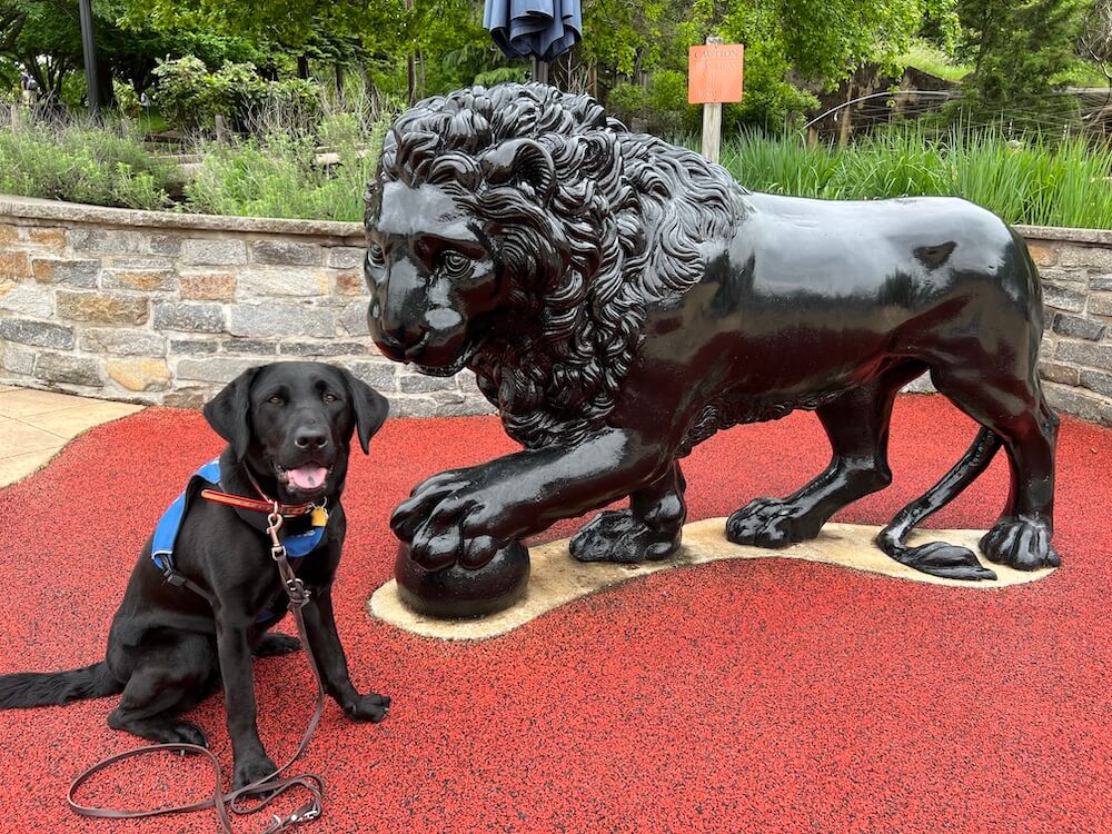 Pup on program Karma at Baltimore Zoo with large black lion statue