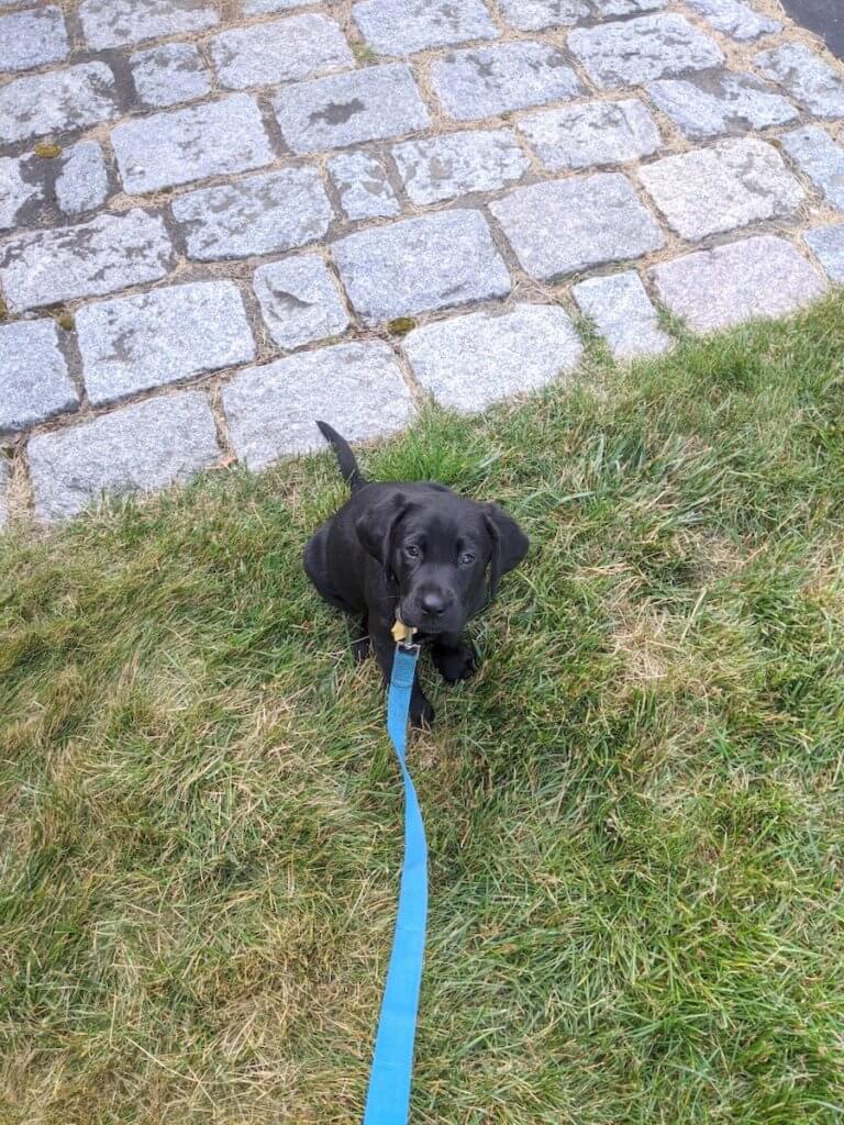 Tiny black lab puppy Goodman starts on program