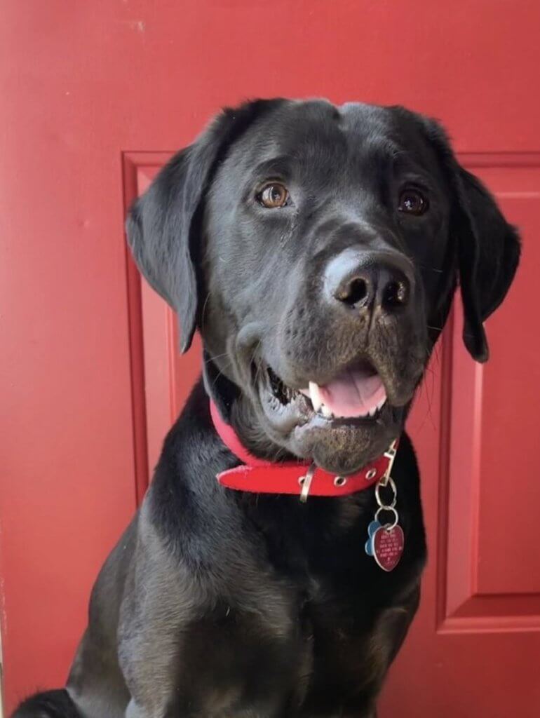 black lab Goodman poses by a red door