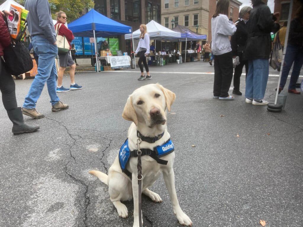 Pup Igloo sits patiently on the pavement at a street fair with many distractions