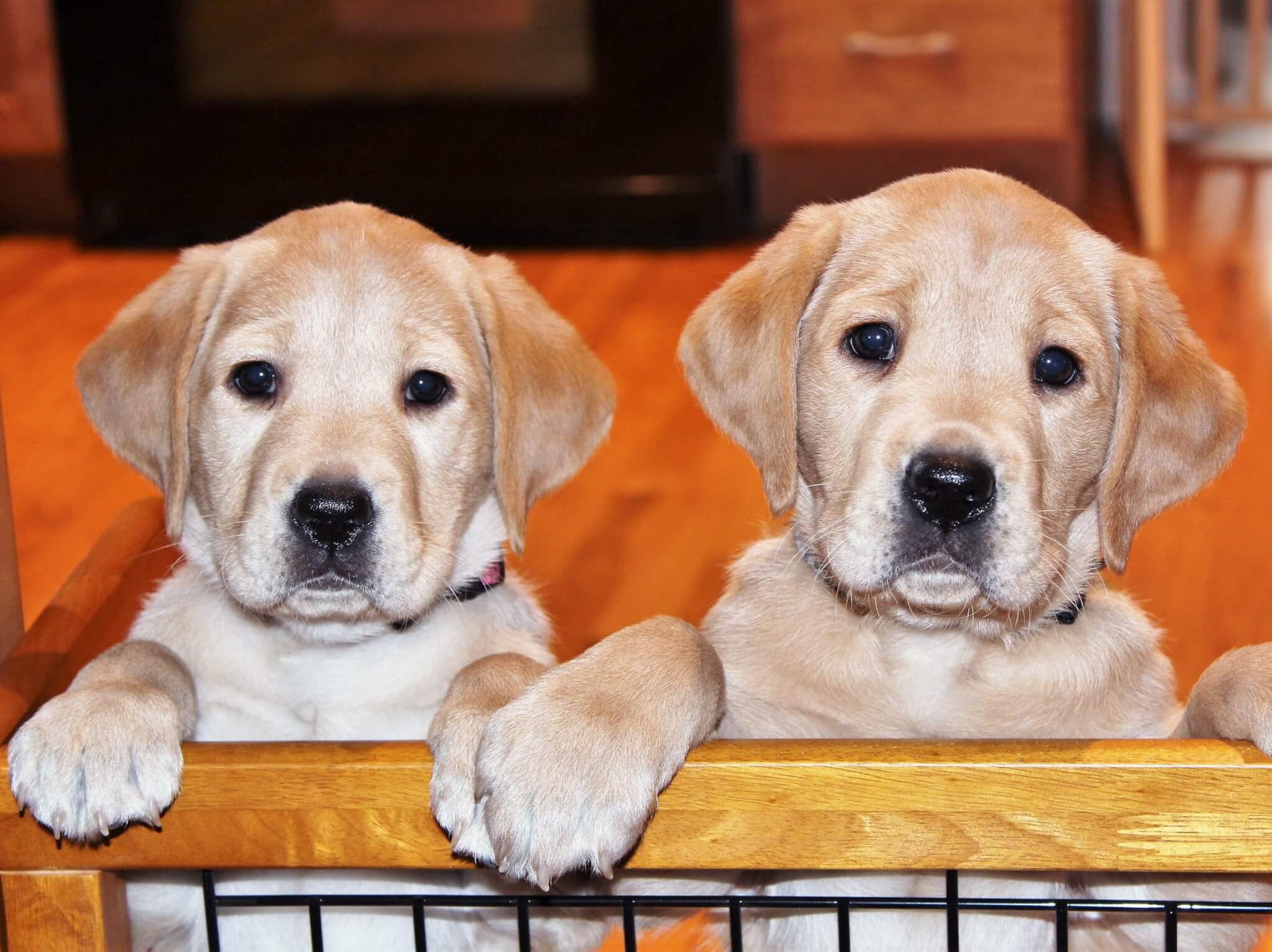 two yellow puppies stand with paws on top of wooden doorway gate