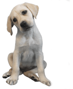 pale Yellow Lab puppy with head tilted to its right