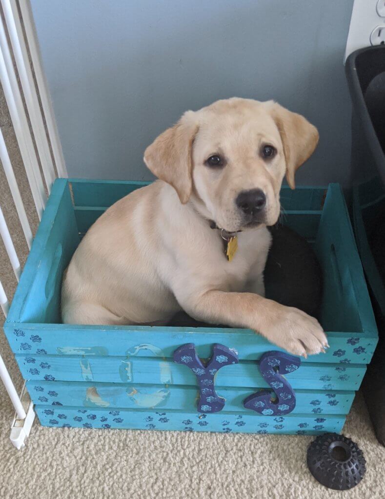 yellow puppy Journey sits in a small toy box