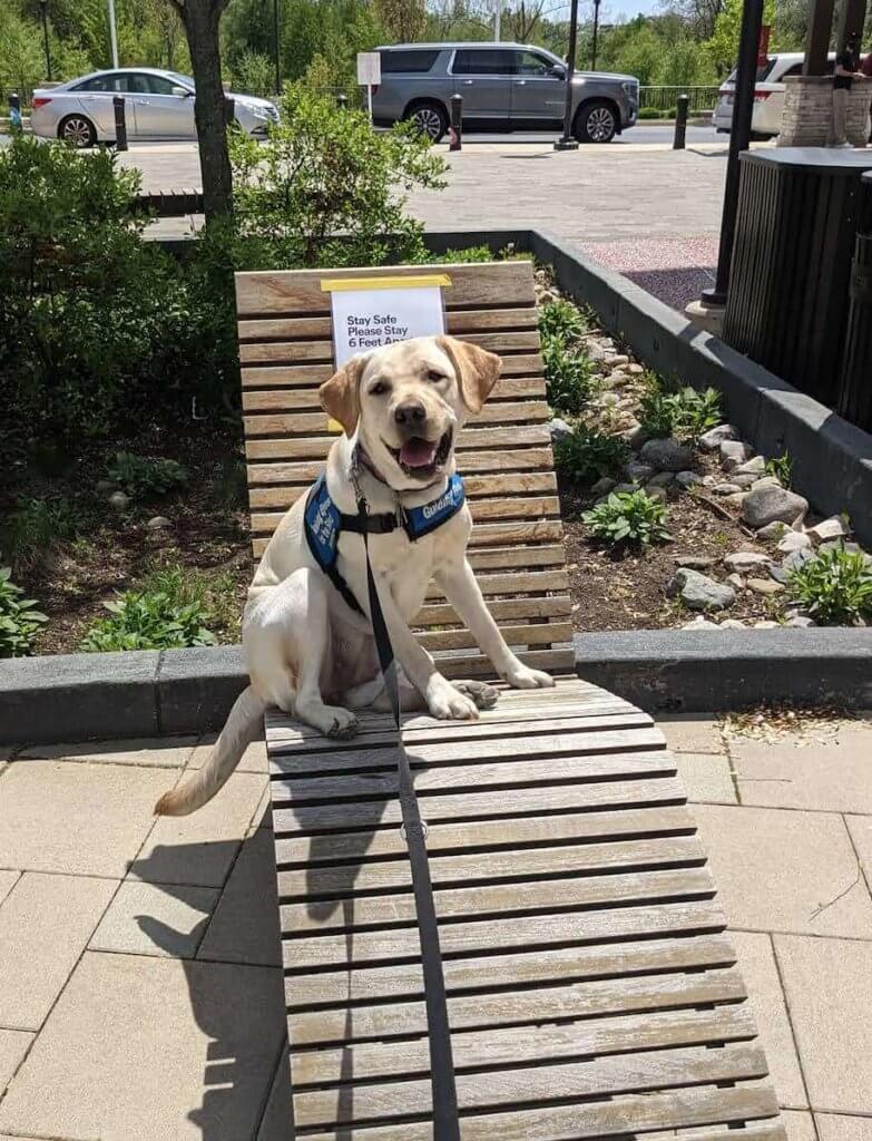 Journey, yellow lab pup on program on a wooden slat chaise