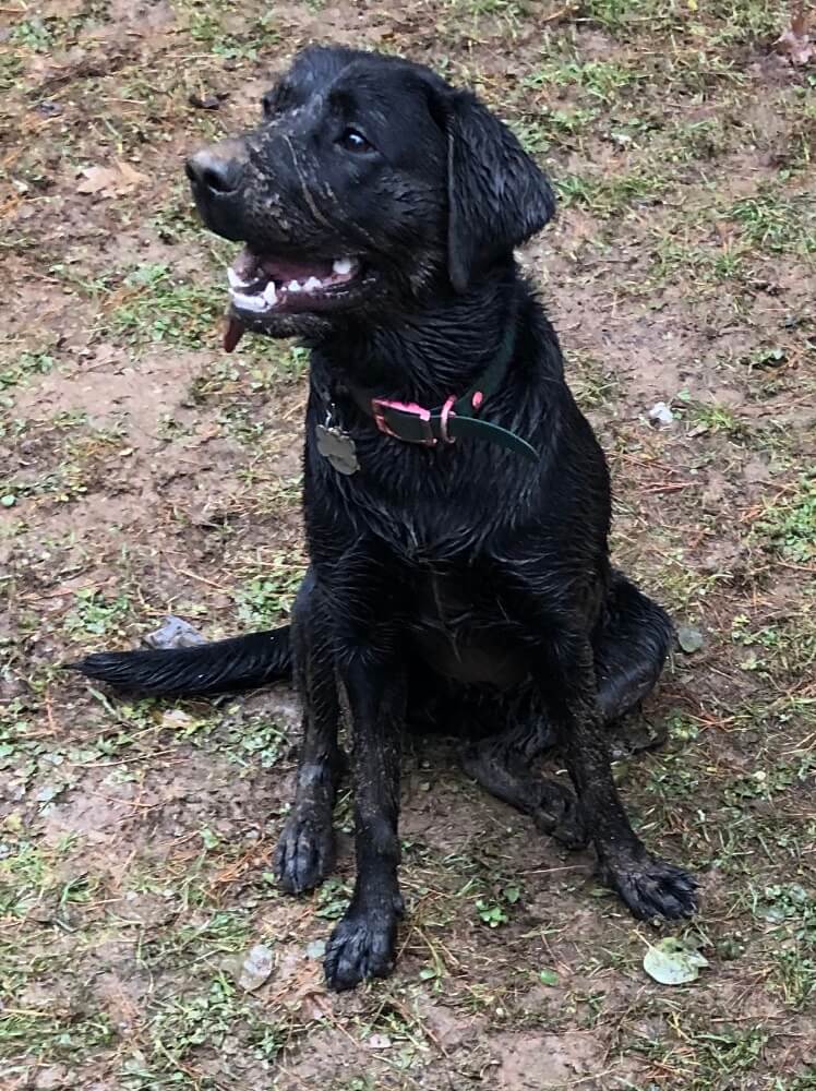 Black Lab and pup on program Eleanor wet, muddy and happy