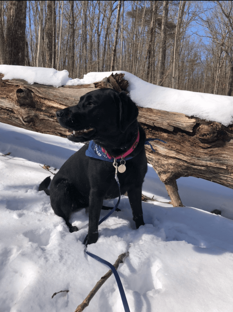 Black Lab Eleanor sits in snowy area by fallen tree