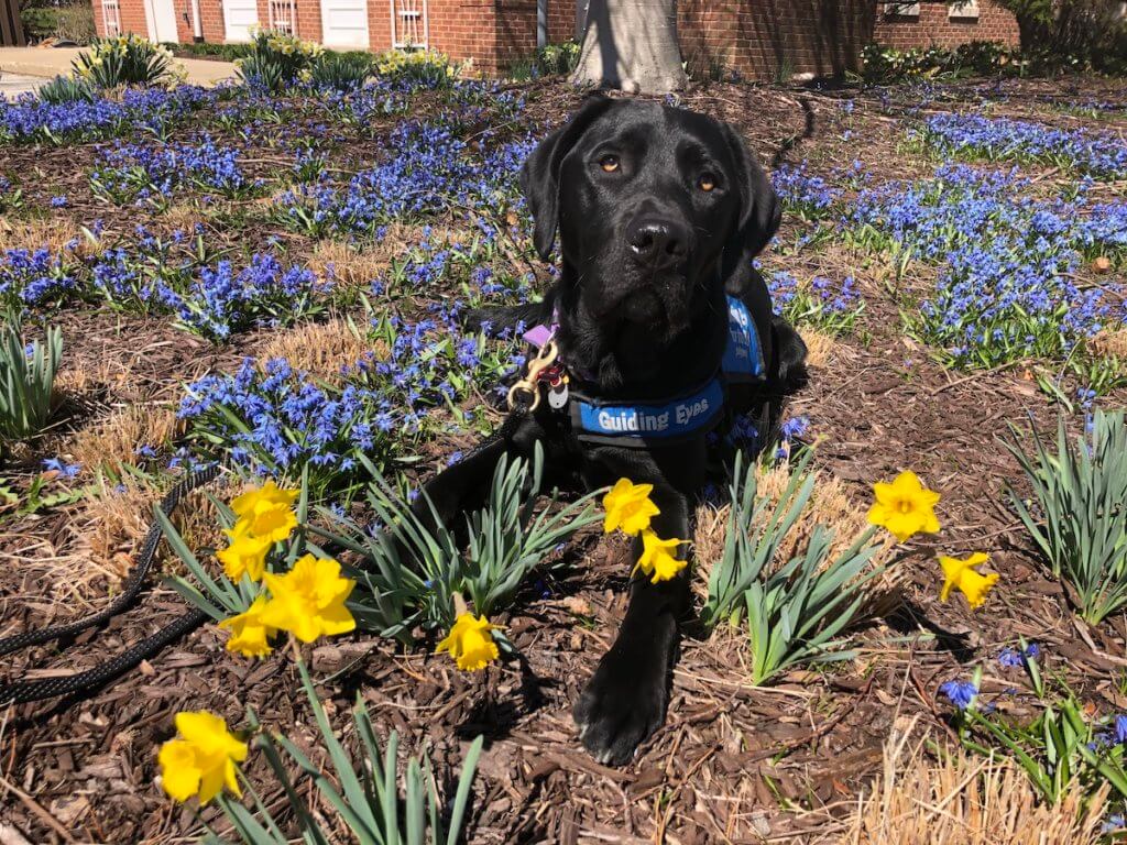 black Lab Yonkers rests in the daffodils