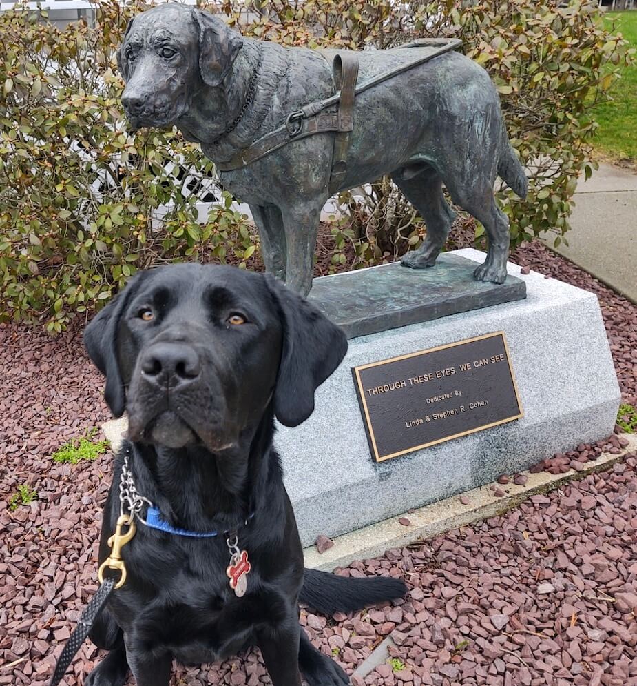Pup on program Yonkers at the guide dog statue in Yorktown
