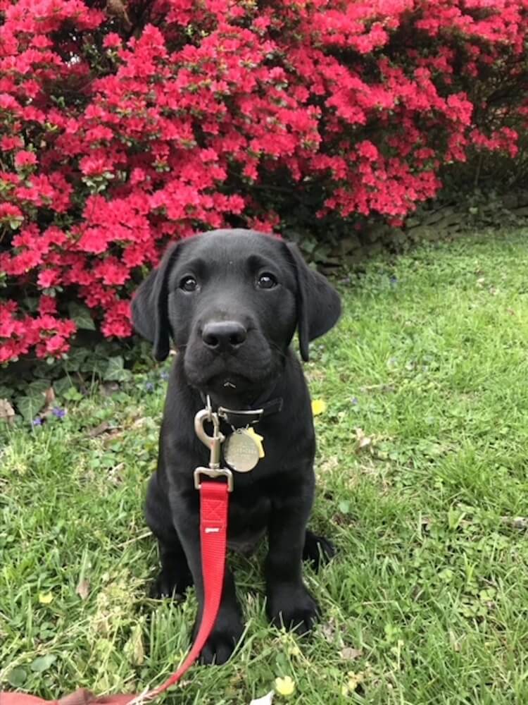 Little black Lab puppy Jason sits in grass against bright red blooms