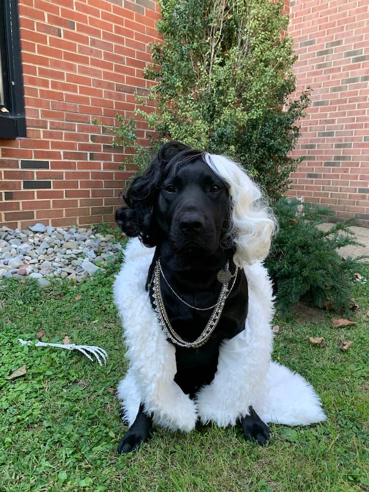 black Lab pup Jason dressed up in blonde wig and feather boa