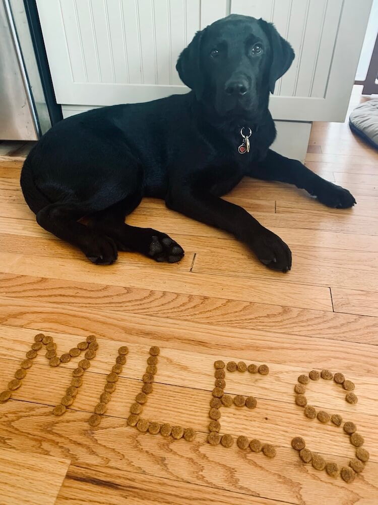 Pup on program Miles sits calmly near his name spelled in kibble