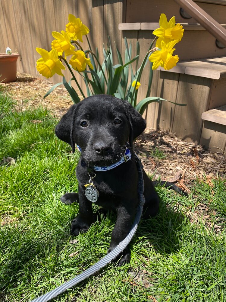  black Lab puppy Roswell sits in front of daffodils