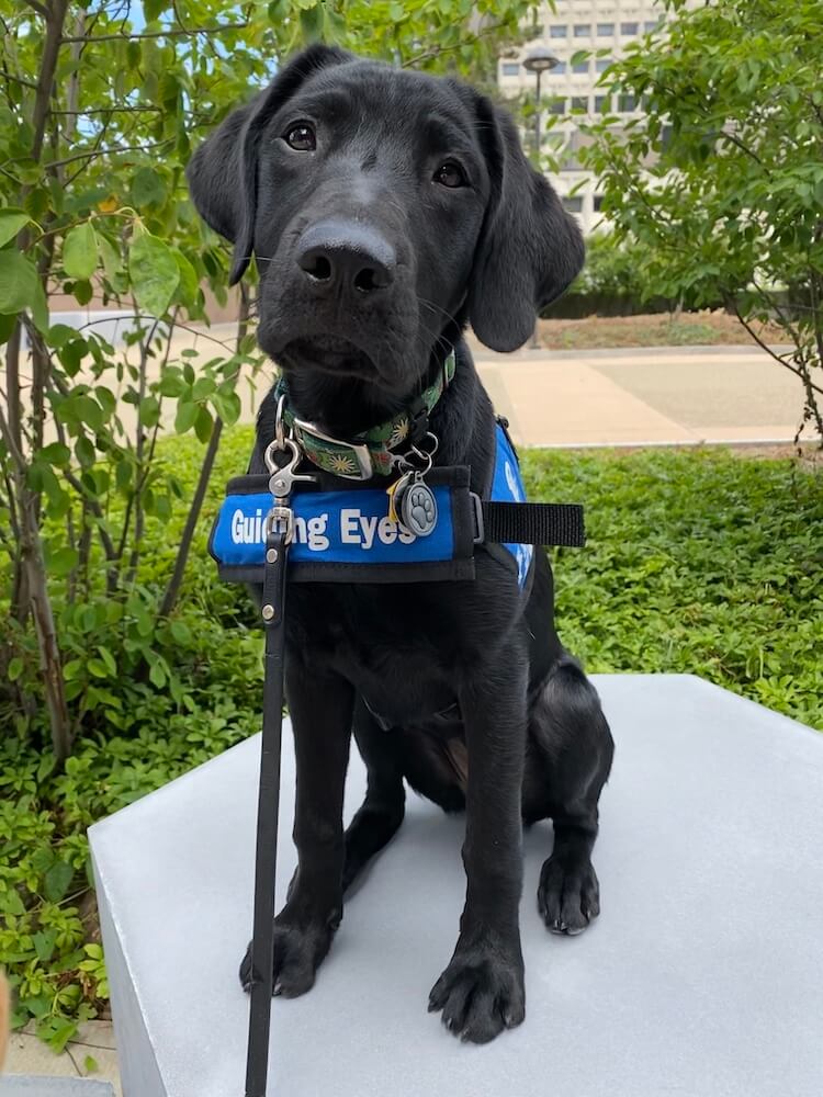 Pup on program black Lab Roswell