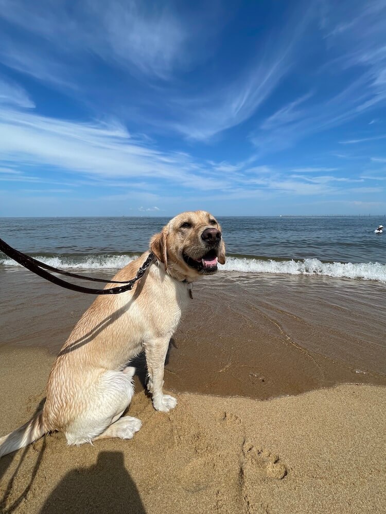 pup on program Crew enjoys the seashore