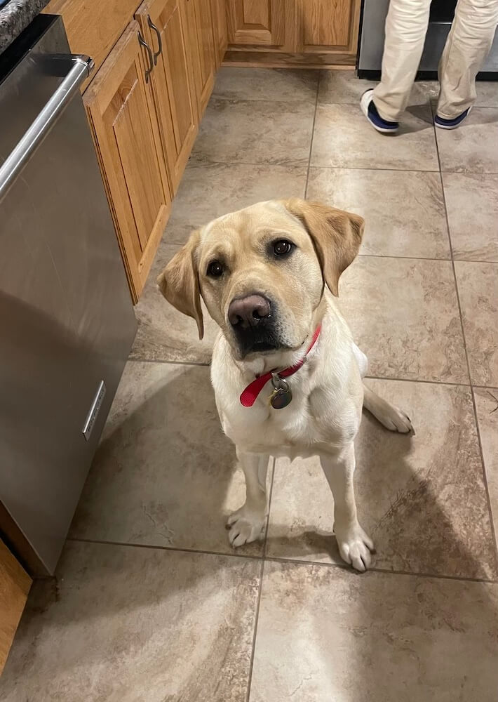 Pup Crew sits obediently with questioning look in kitchen