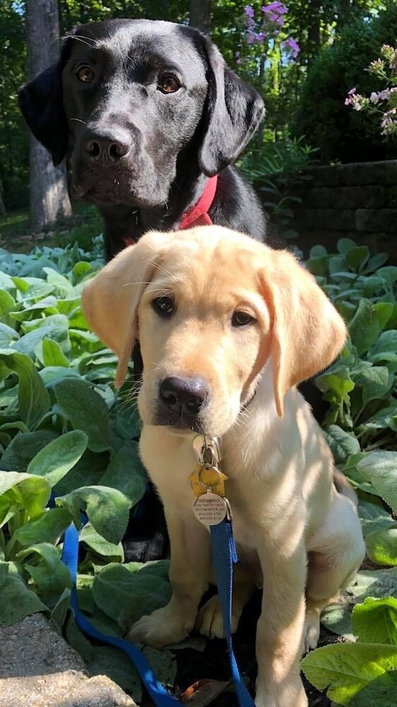 Yellow puppy Kurt sits in foliage with larger black Lab