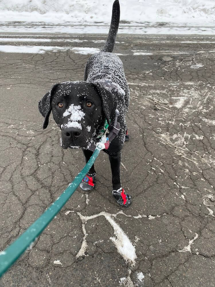 Shamrock with snow covering her black fur and pup boots