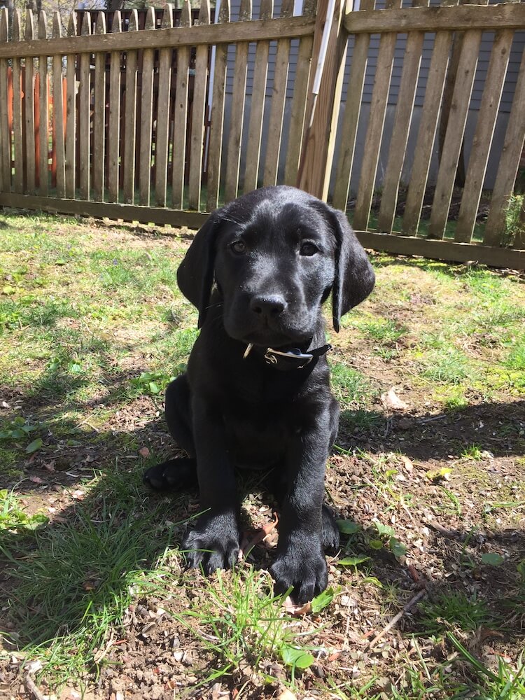 black Lab pup Shamrock in front of a picket fence