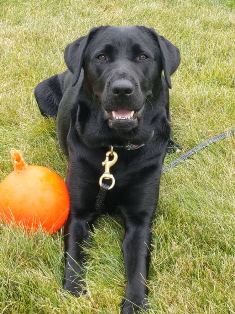 black lab pup Harmony with an orange ball