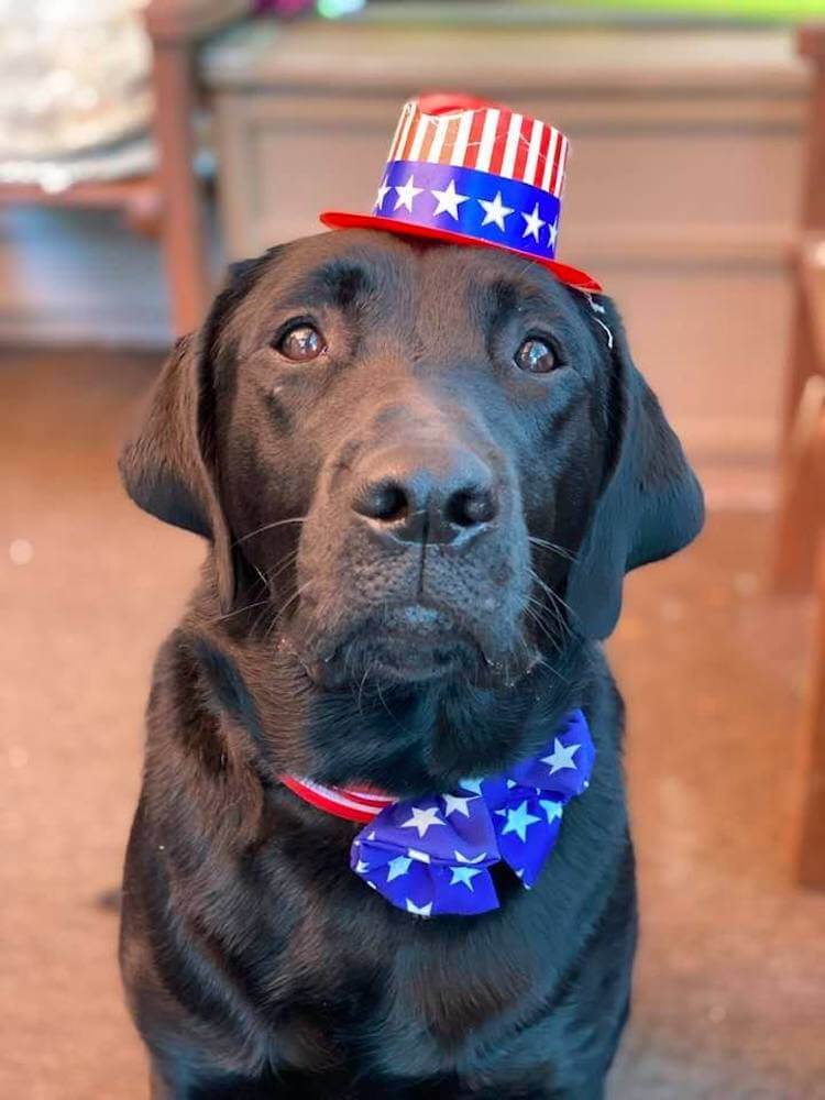 Roswell is decked out in USA patriotic bow and mini top hat