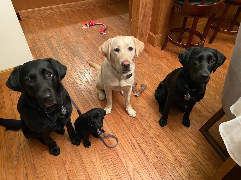 puppy Roswell with larger black Labs released Icarus & Kyla and yellow Kenner (now guide)