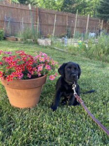 young puppy Gabriel is dwarfed by a clay pot of petunias