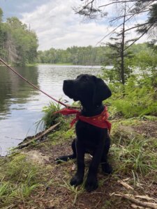 black Lab pup Gabriel in red bandana next to a lake