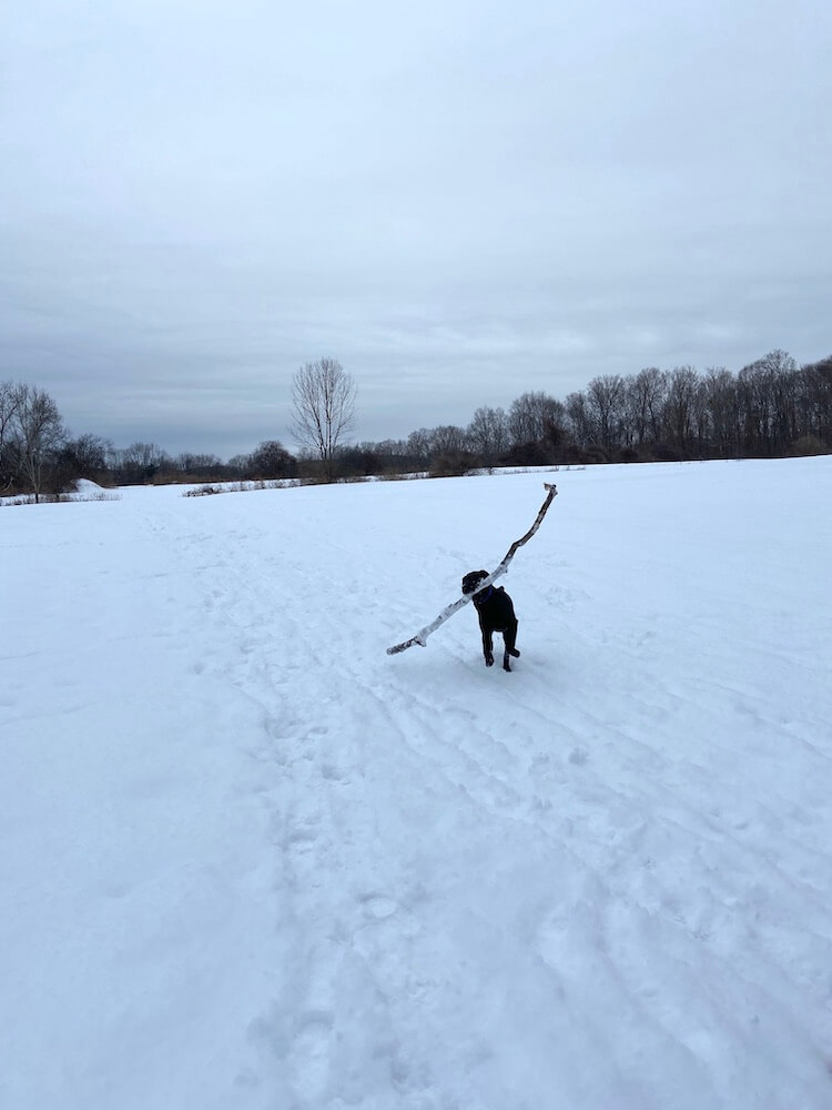 Gabriel runs across a Vermont field with a very large stick he found