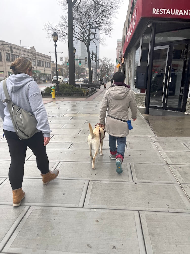 Lemon leads handler Sam down a long city sidewalk past storefronts