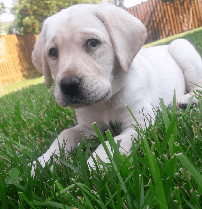 very little puppy Lemon enjoys a down in the grass