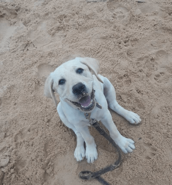 yellow puppy Lemon sits happily in the sand looking up